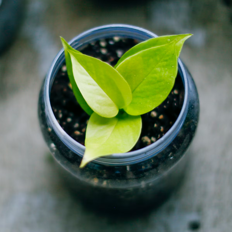 The Secret to a Beautiful Apartment Garden: Best Container Gardening Ideas best container gardening ideas for apartments