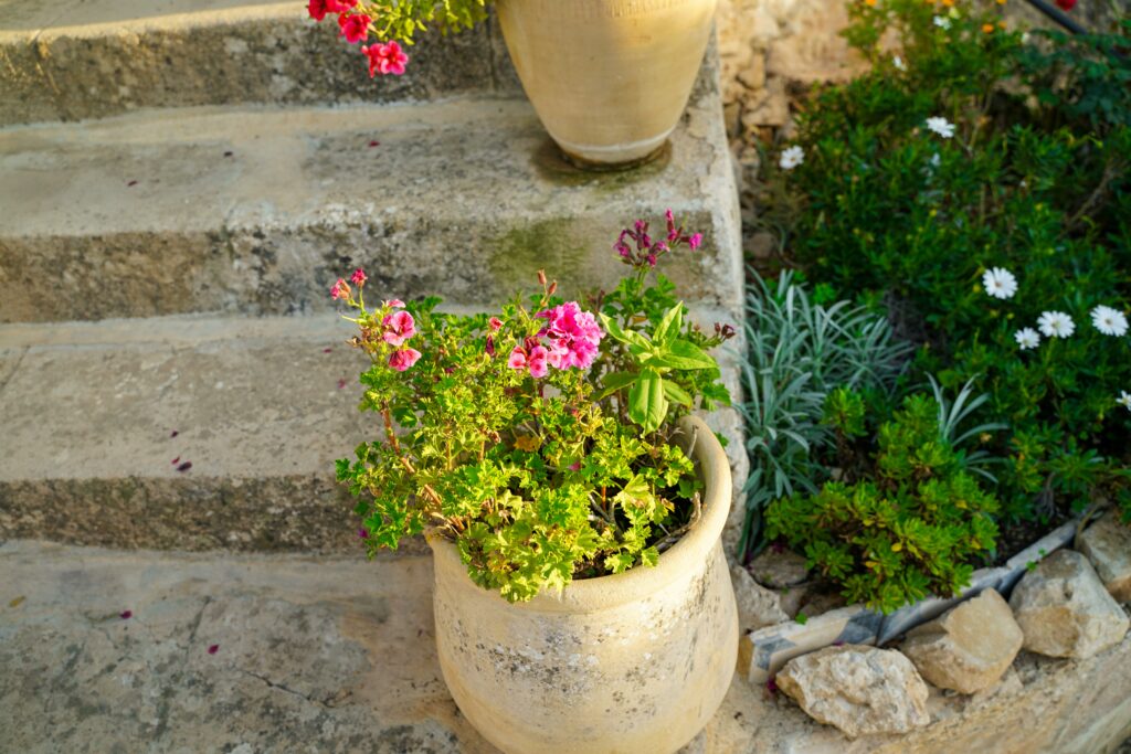 best container plants for summer heat all season