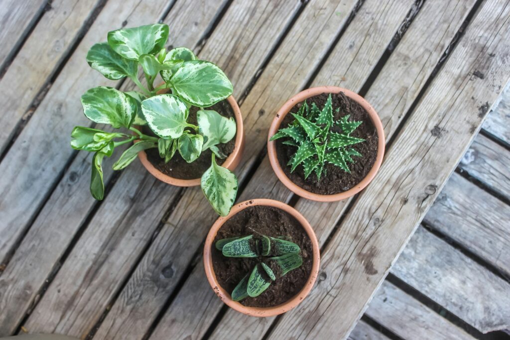 The Easiest Container Plants to Grow for Busy People Who Love Gardens best low maintenance container plants for busy gardeners