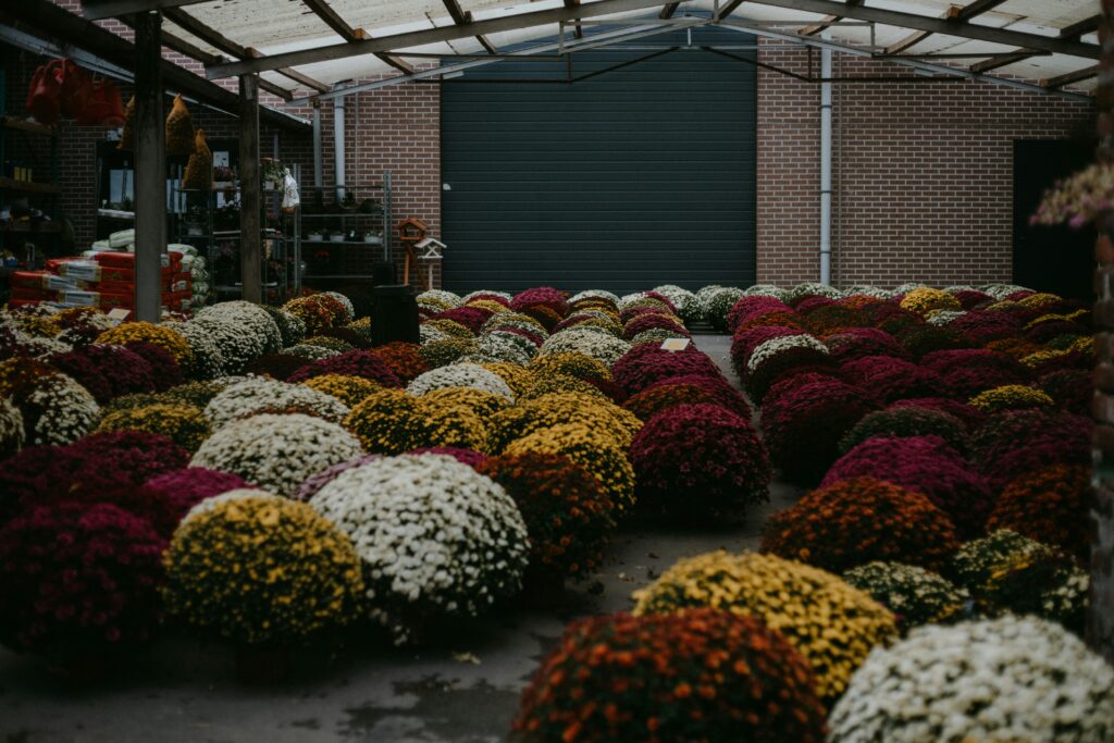 How to Deadhead Container Flowers for More Blooms how to deadhead container flowers for more blooms