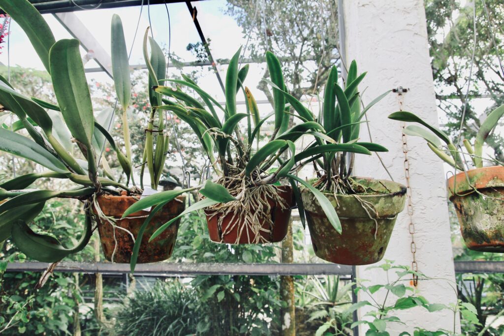 Everything You Need to Know to Fix Root Rot in Container Plants and Save Them how to fix root rot in container plants and save them