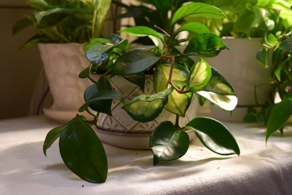 How to Fix Yellow Leaves on Container Plants how to fix yellow leaves on container plants