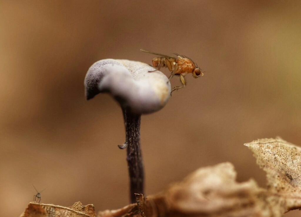 how to get rid of fungus gnats in pots fast