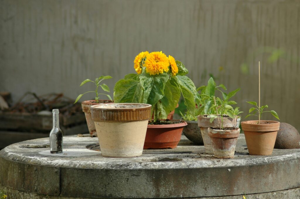 Spider Mites on Container Plants? Here Is How to Get Rid of Them for Good how to get rid of spider mites on container plants