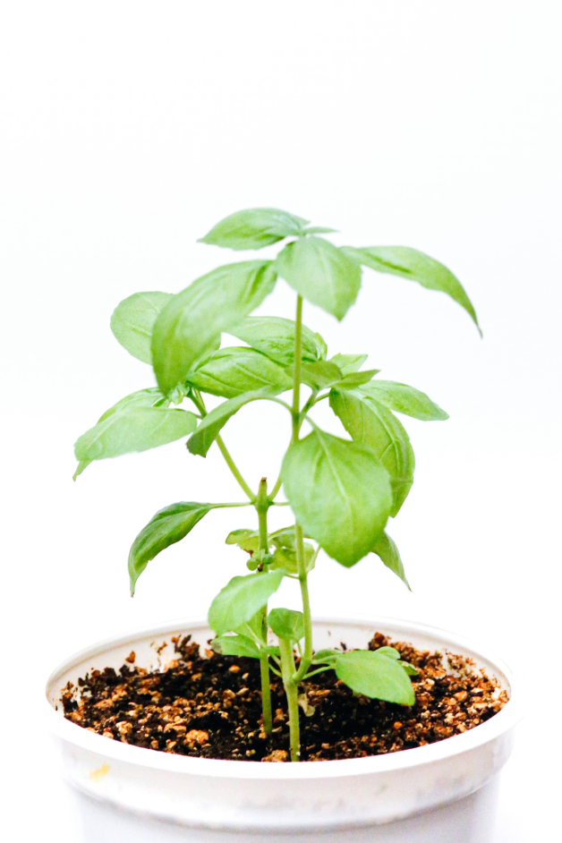 Grow Amazing Basil in a Pot: Everything Beginners Need to Know how to grow basil in a pot and keep it alive