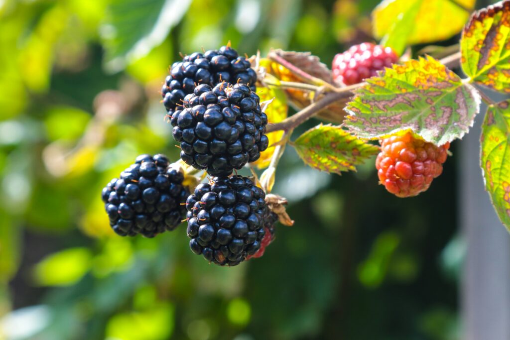 How to Grow Blackberries in Pots (Complete Care Guide) how to grow blackberries in pots complete guide