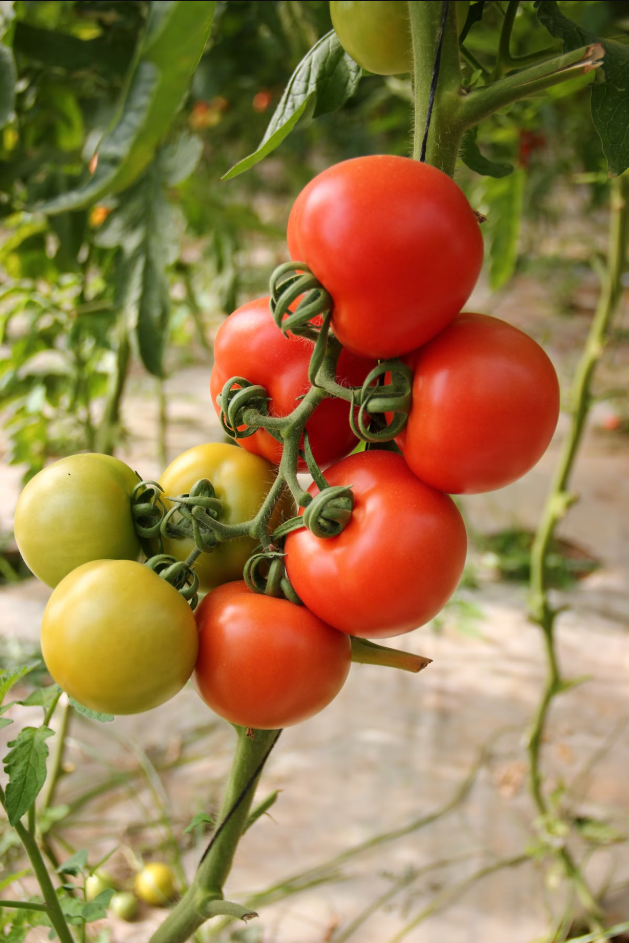 Cherry Tomatoes in Containers: The Best Tips to Grow More and Save Money how to grow cherry tomatoes in containers