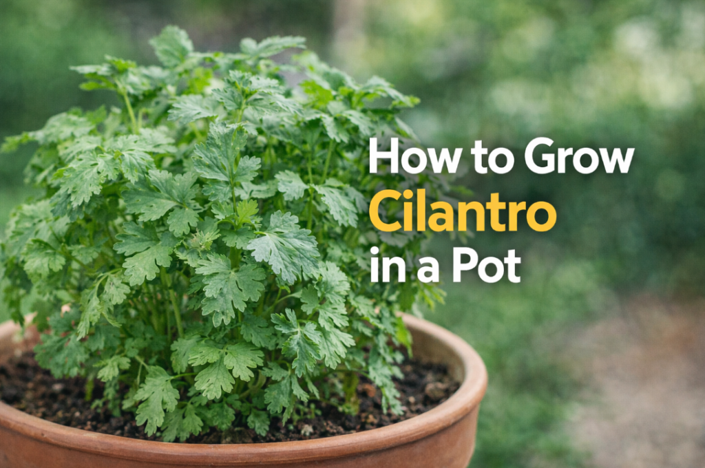 How to Grow Cilantro in a Pot how to grow cilantro in a pot