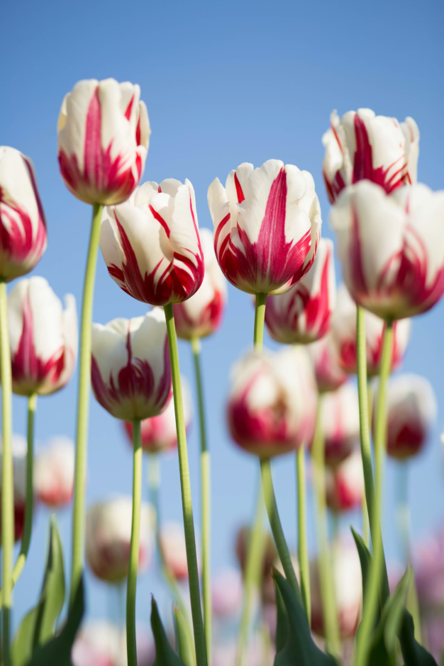 how to grow dahlias in containers complete guide