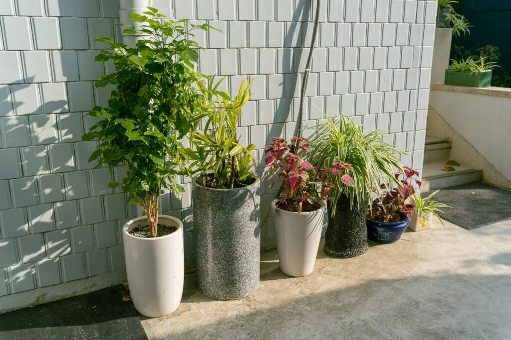 How to Grow Dill in a Pot (Easy Care Tips) how to grow dill in a pot easy care tips