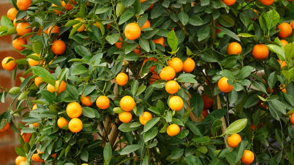 how to grow dwarf citrus in pots beginners guide