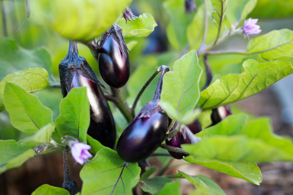 how to grow eggplant in containers successfully