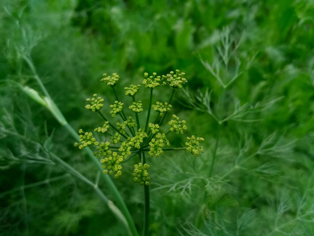 how to grow fennel in containers at home