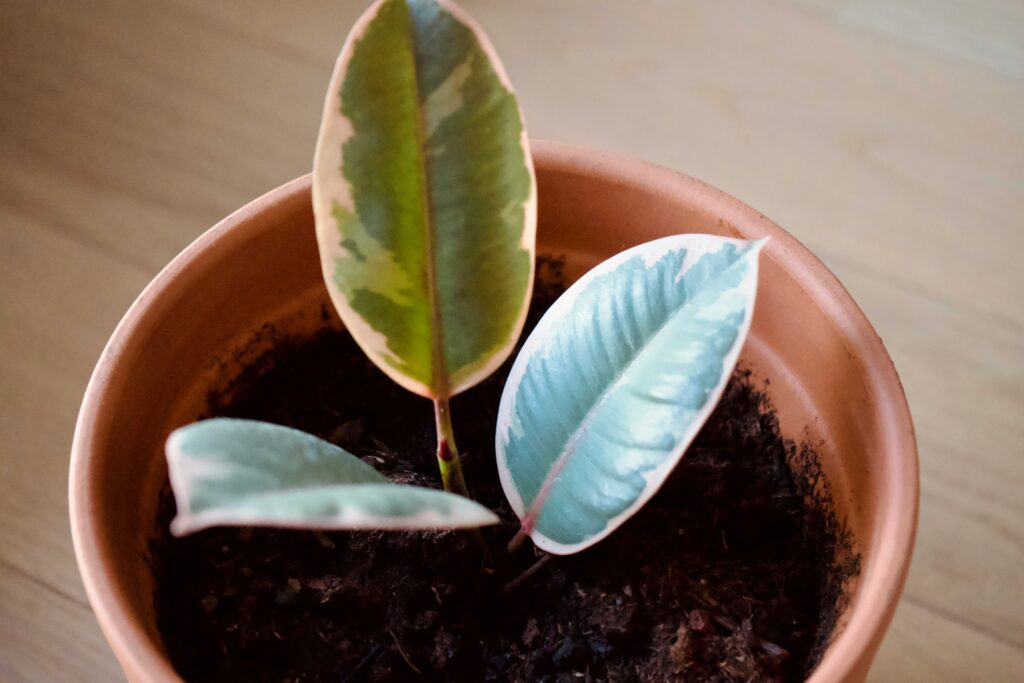 Grow Juicy Figs in Containers: Simple Tips That Actually Work how to grow figs in containers beginners guide