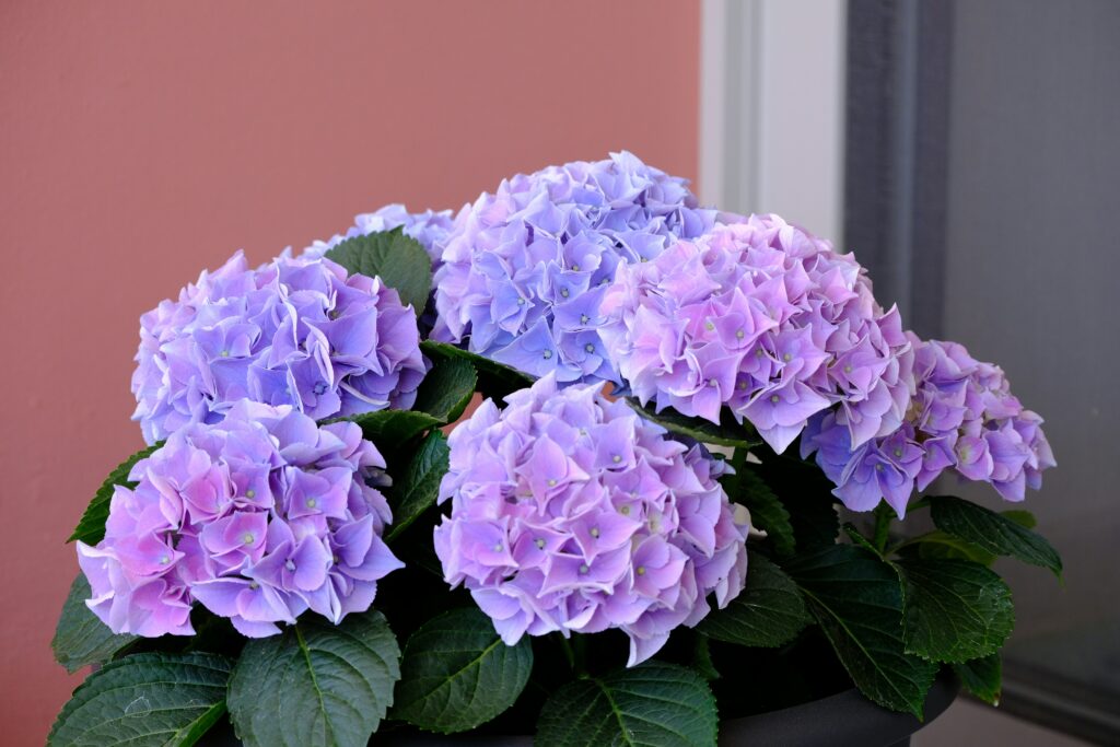 Hydrangeas in Pots: How to Grow the Most Spectacular Flowers in Any Container how to grow hydrangeas in pots essential guide