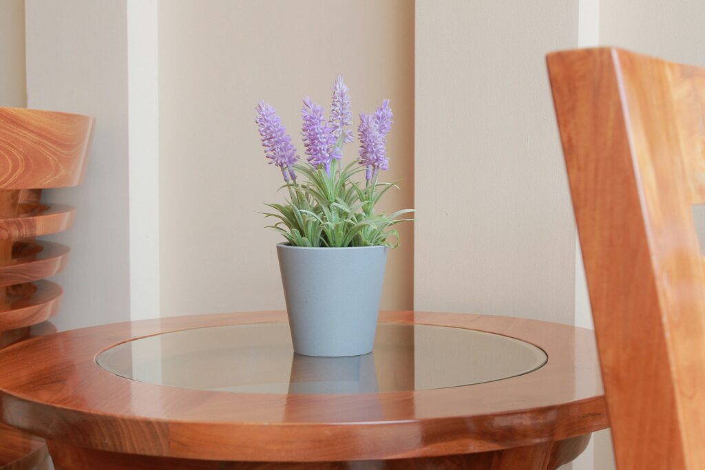 how to grow lavender in pots essential care guide