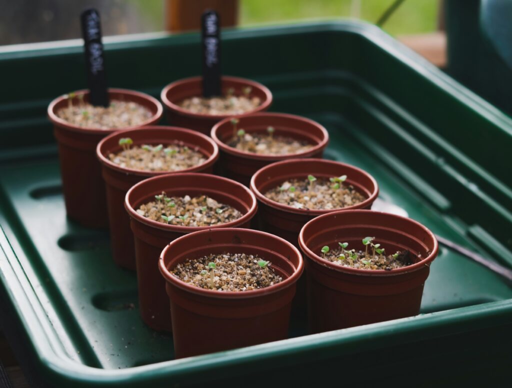 Everything You Need to Grow Amazing Lemon Balm in Any Container at Home how to grow lemon balm in containers at home