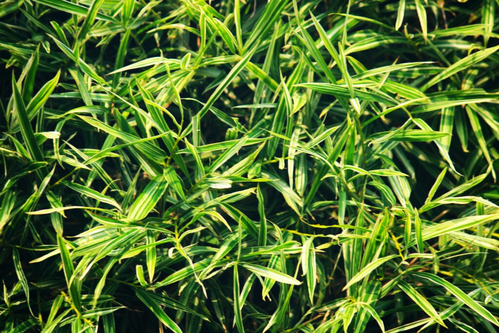 Everything You Need to Grow Amazing Lemongrass in Any Container at Home how to grow lemongrass in containers at home