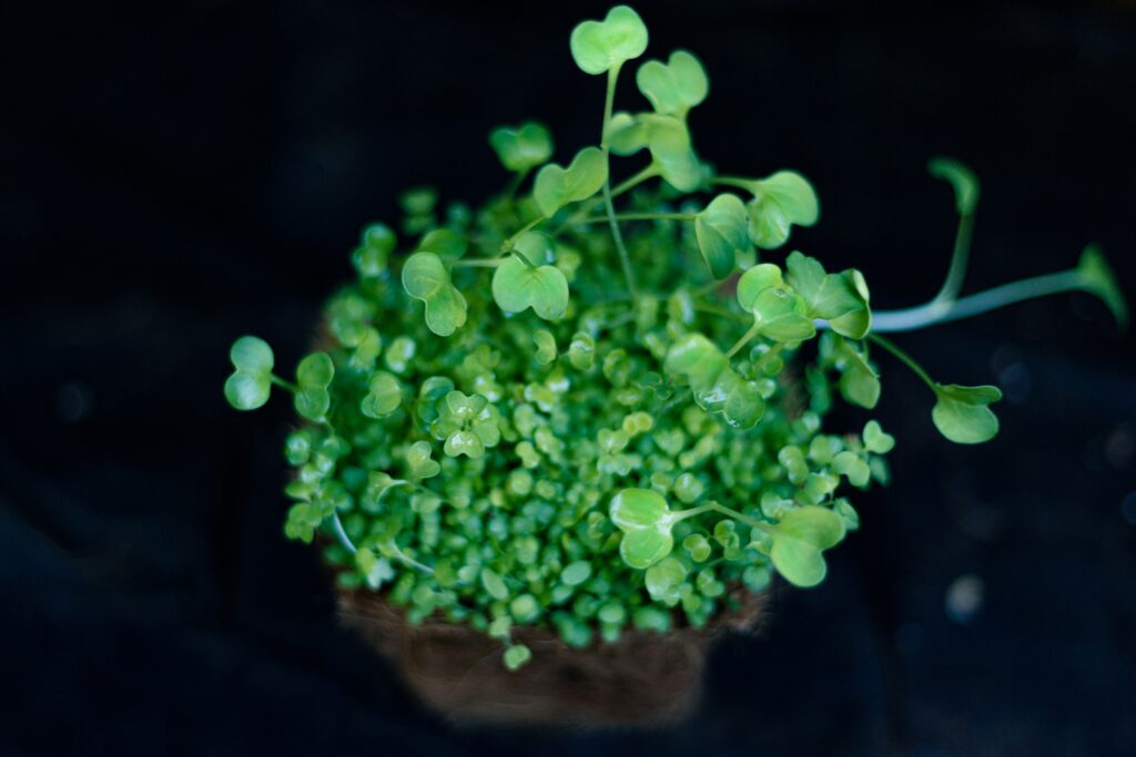 how to grow microgreens in containers at home