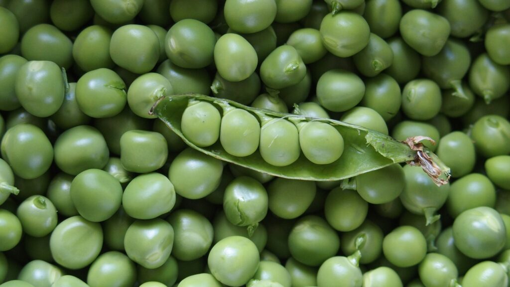 How to Grow Peas in Pots (Easy Tips for Beginners) how to grow peas in pots easy tips for beginners