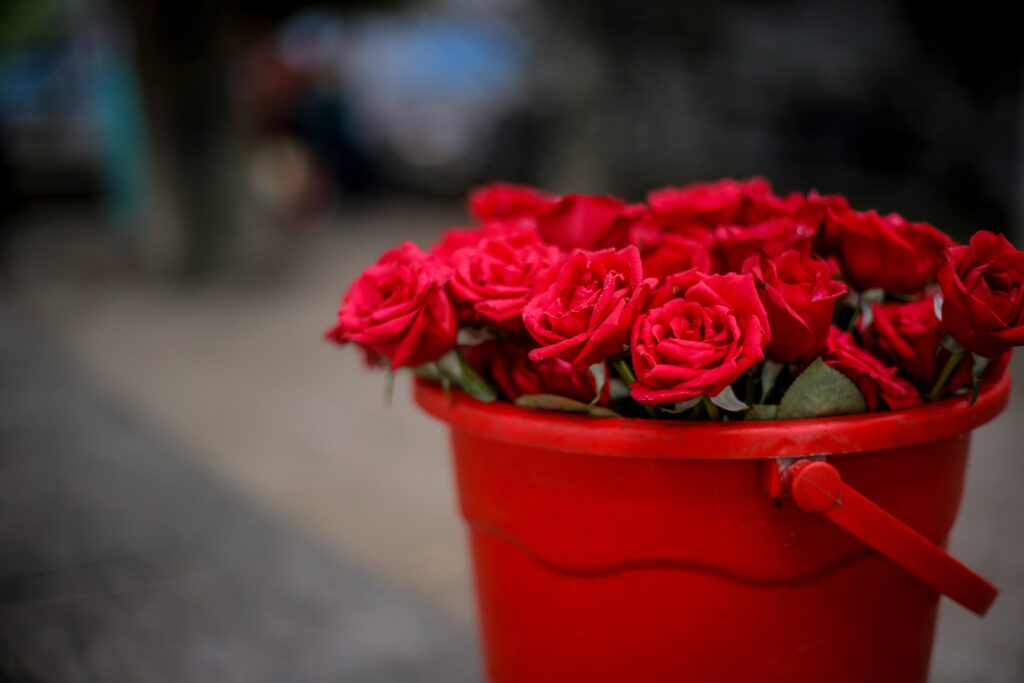 Roses in Pots: How to Grow the Most Romantic Flowers in Any Container how to grow roses in pots complete care guide