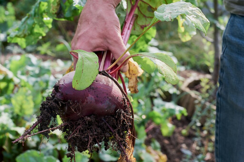 Swiss Chard in Pots: How to Grow the Most Colorful Vegetable in Any Container how to grow swiss chard in pots at home