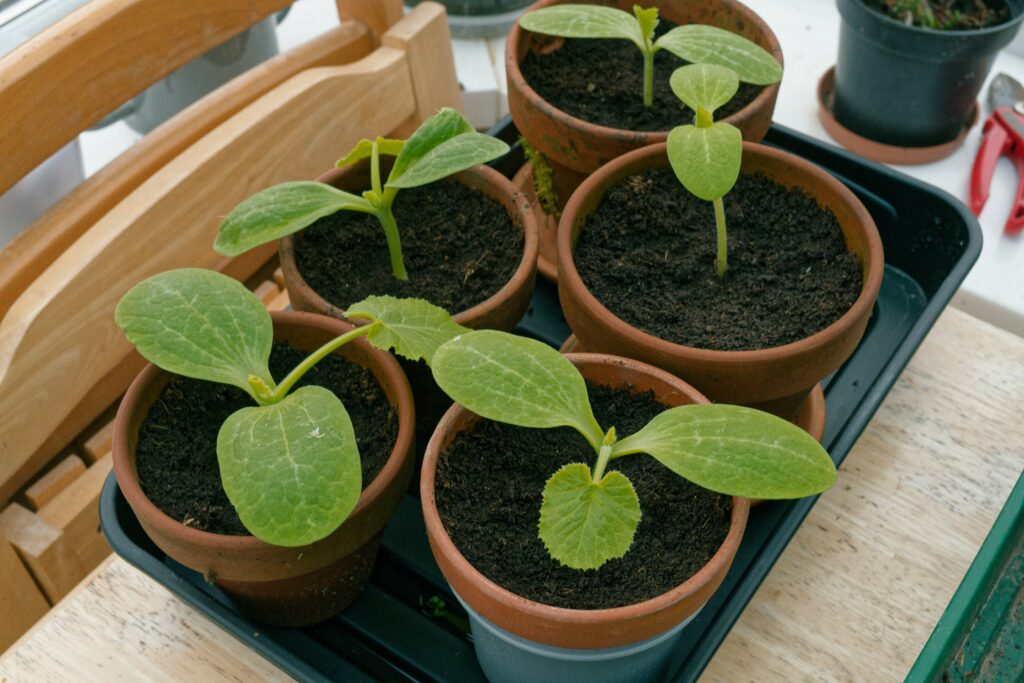 Everything You Need to Grow Incredible Fall Vegetables in Containers how to grow zucchini in a container proven tips