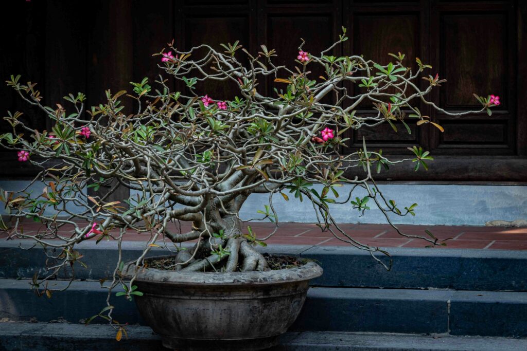 Stop Being Afraid to Prune Your Container Plants (Here Is How to Do It Right) how to prune container plants essential guide