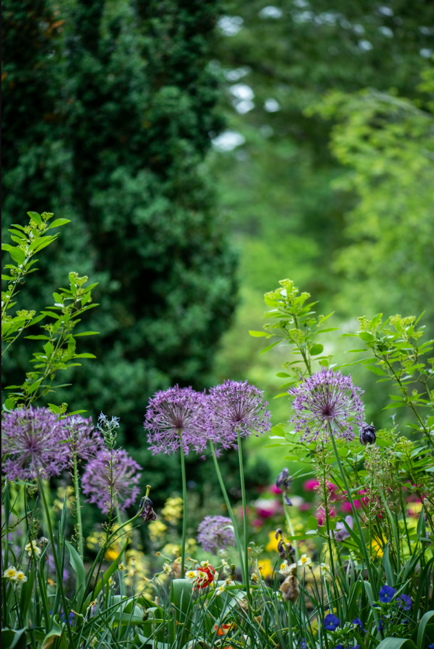 how to revive a dying container plant proven tips