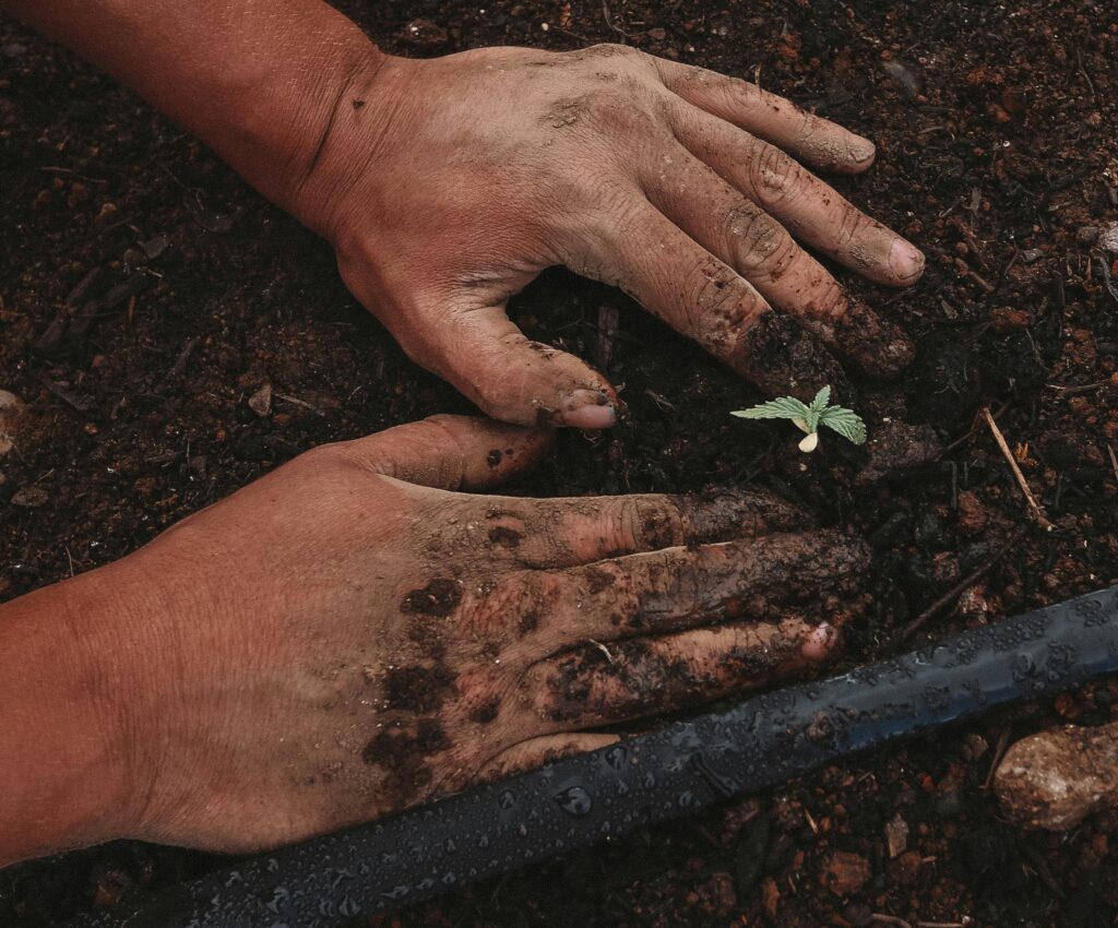 how to start seeds for container gardens complete guide
