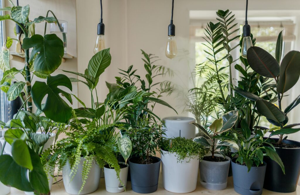 Don't Pack Away Your Containers Yet: The Best Fall Plants to Grow Right Now best container plants for fall gardens cool weather