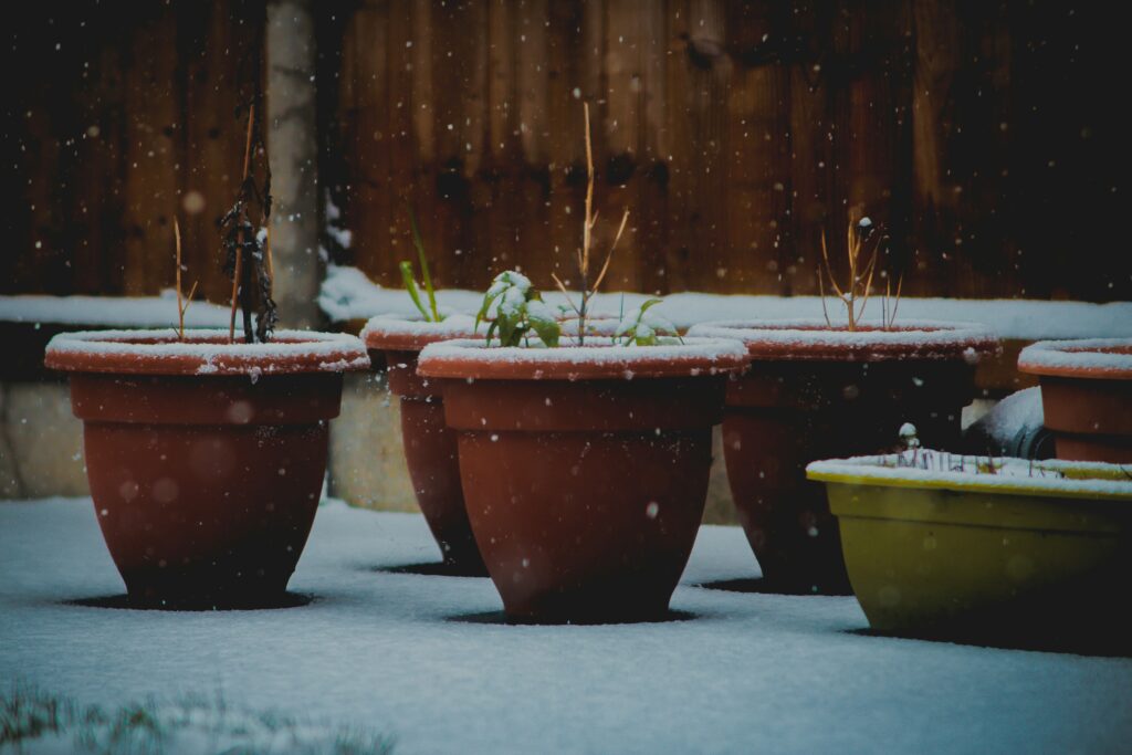 The Best Container Plants for Cold Winter Weather That Look Great Until Spring best winter container plants for cold climates