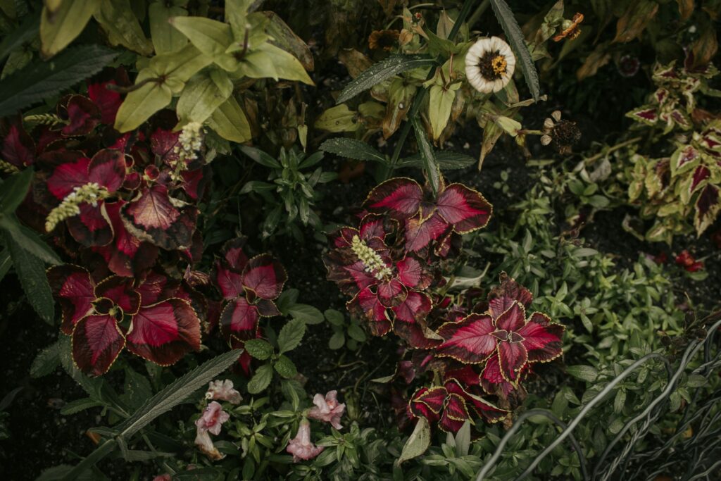 Stop Your Container Garden When Summer Ends? Here Is How to Grow All Year how to extend the growing season in containers