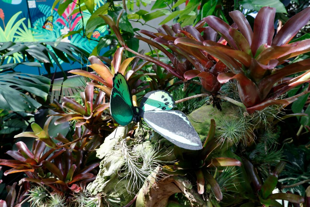 how to grow a butterfly garden in pots