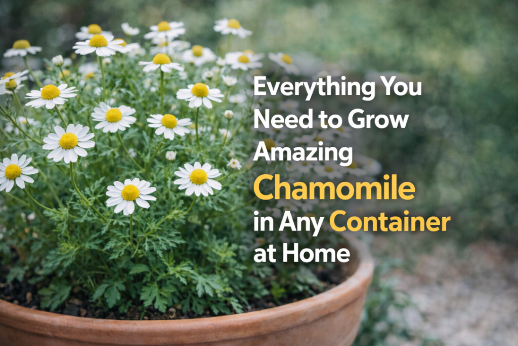 Everything You Need to Grow Amazing Chamomile in Any Container at Home how to grow chamomile in containers easy tips
