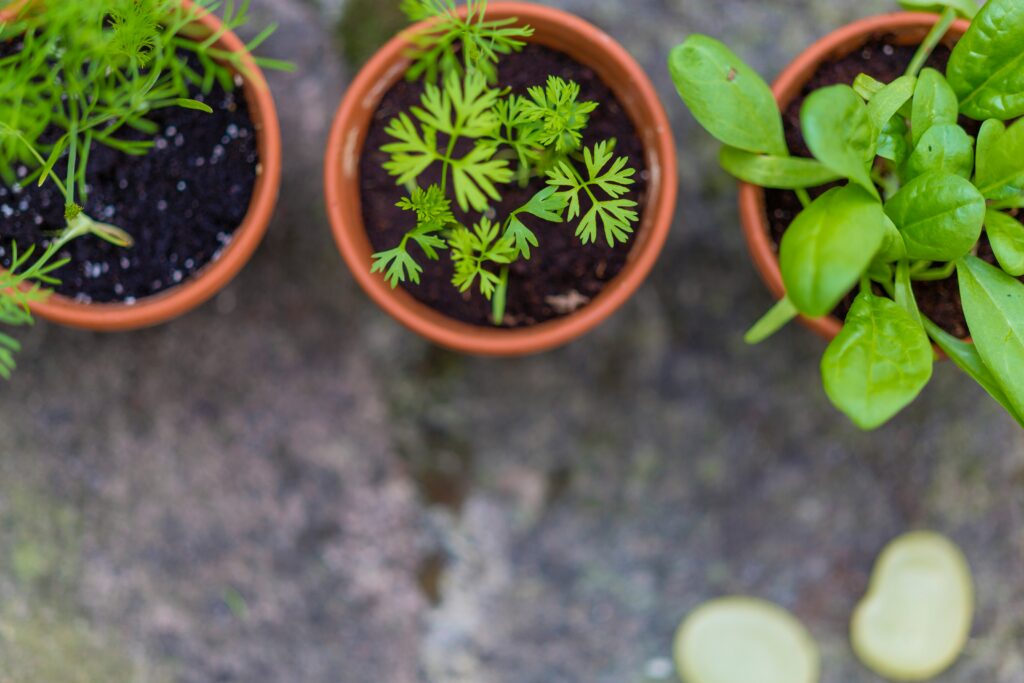 how to grow an edible container garden on any budget