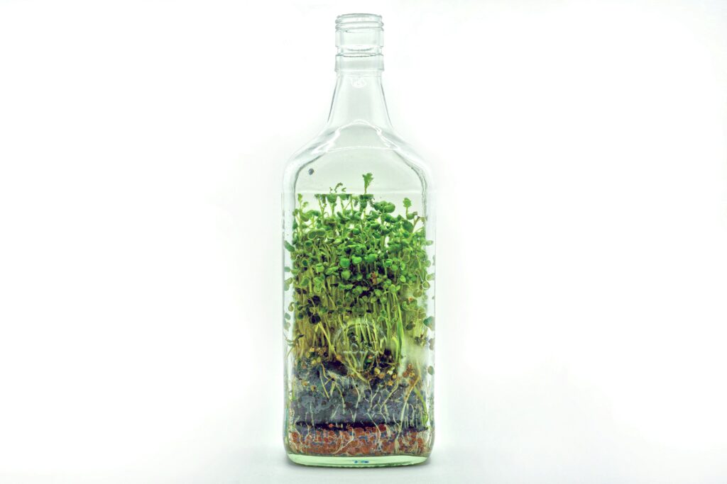 how to grow sprouts in a jar at home