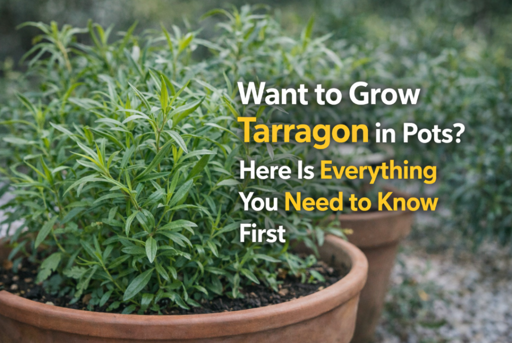 Want to Grow Tarragon in Pots? Here Is Everything You Need to Know First how to grow tarragon in pots at home