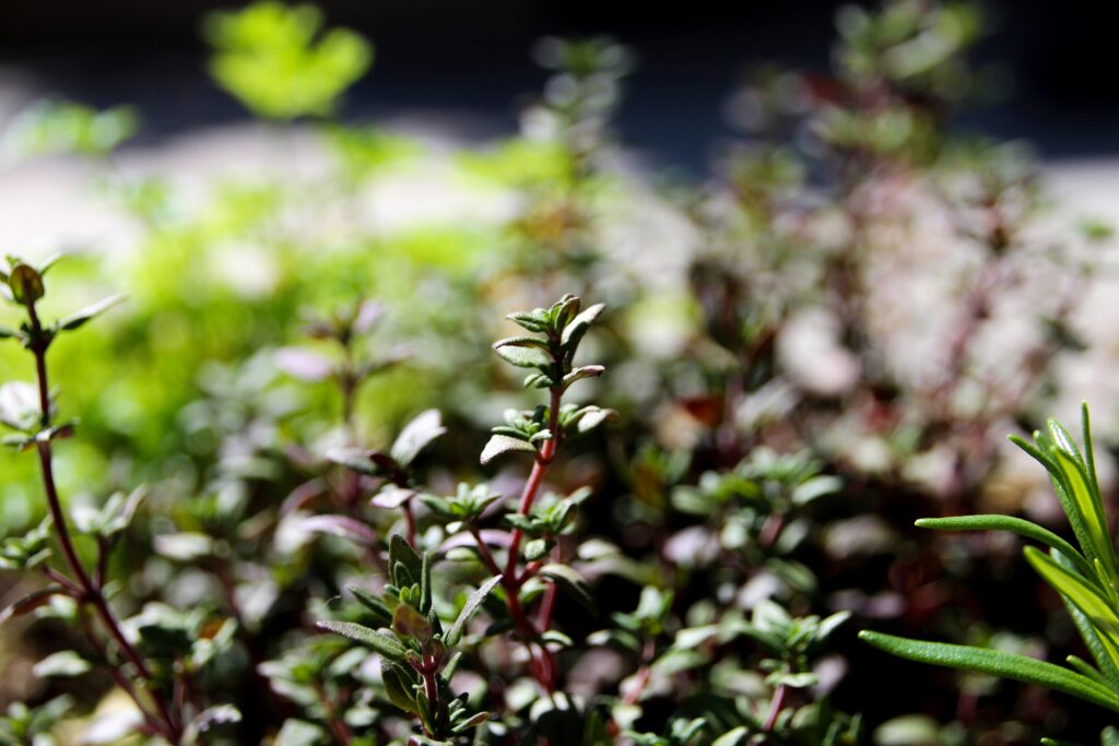 How to Grow Fresh Herbs Indoors in Winter and Never Run Out of Flavor Again how to grow a winter herb garden indoors successfully