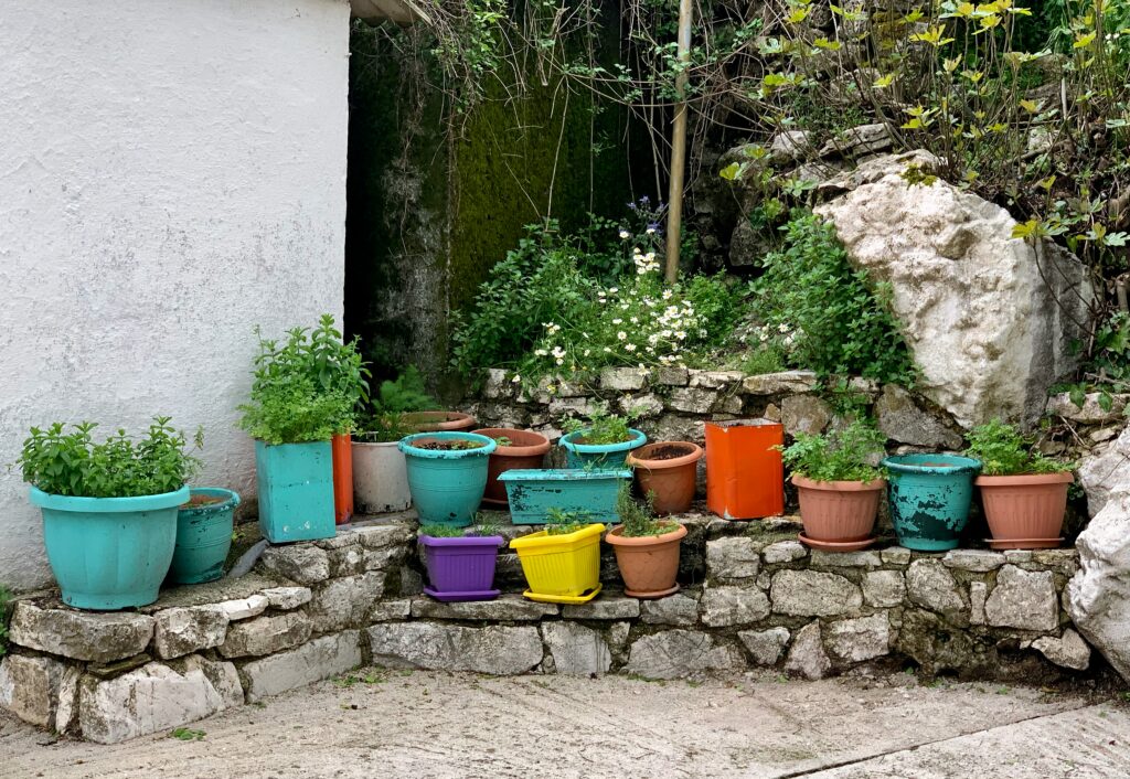 Stop Killing Plants in Spring: How to Move Container Plants Outdoors the Right Way how to move container plants outdoors in spring safely