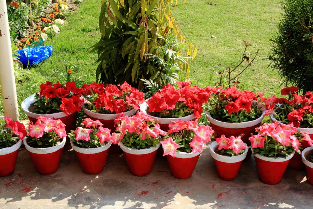 Container Gardens Struggling in the Heat? Here Is What You Need to Do Right Now how to prepare container gardens for summer heat