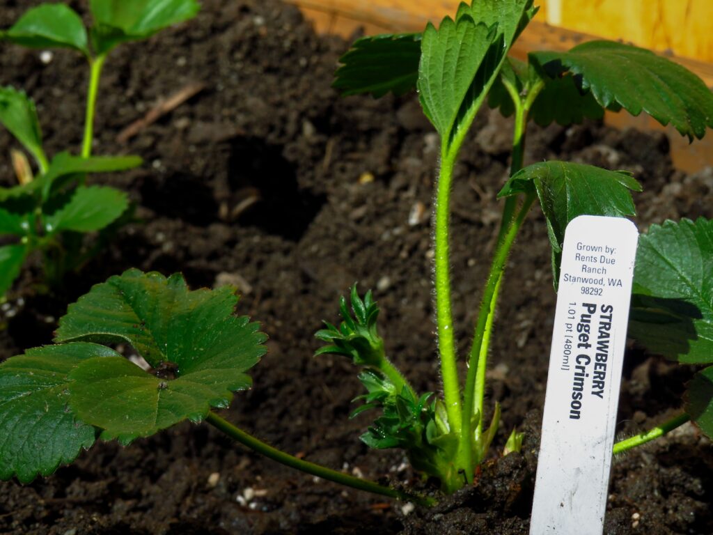 how to read plant labels for container gardens